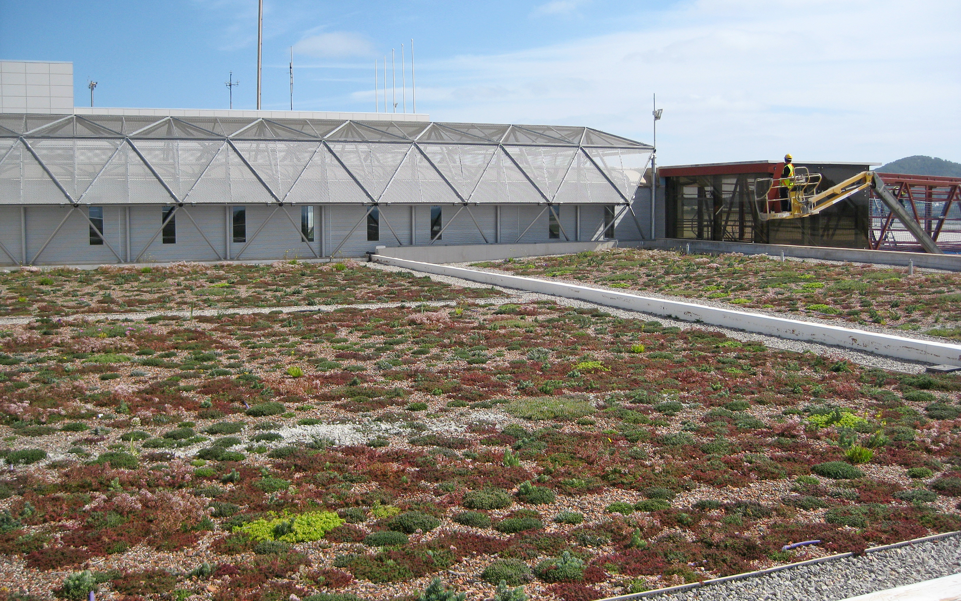 Le toit quelques mois après la plantation
