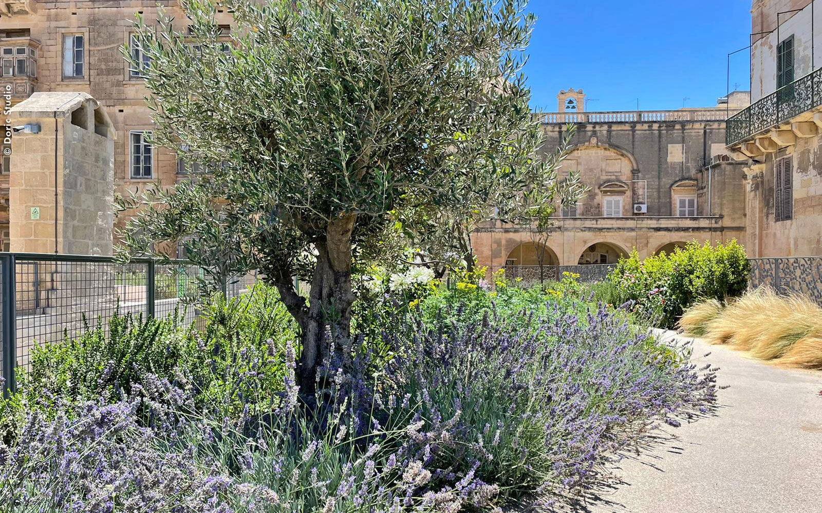Roof garden with lavender, an olive tree, ornamental grasses and other shrubs