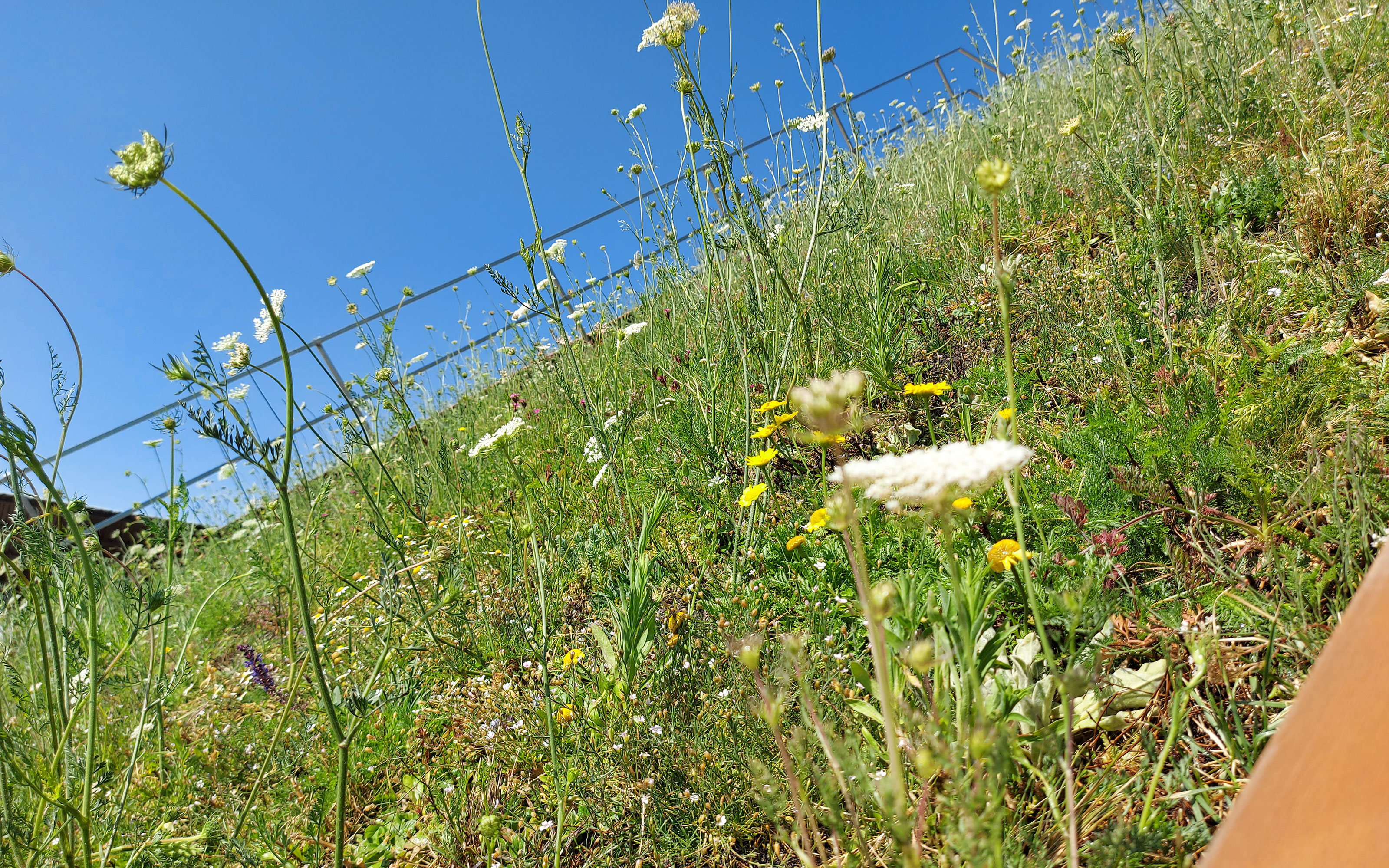 Toiture vert inclinée