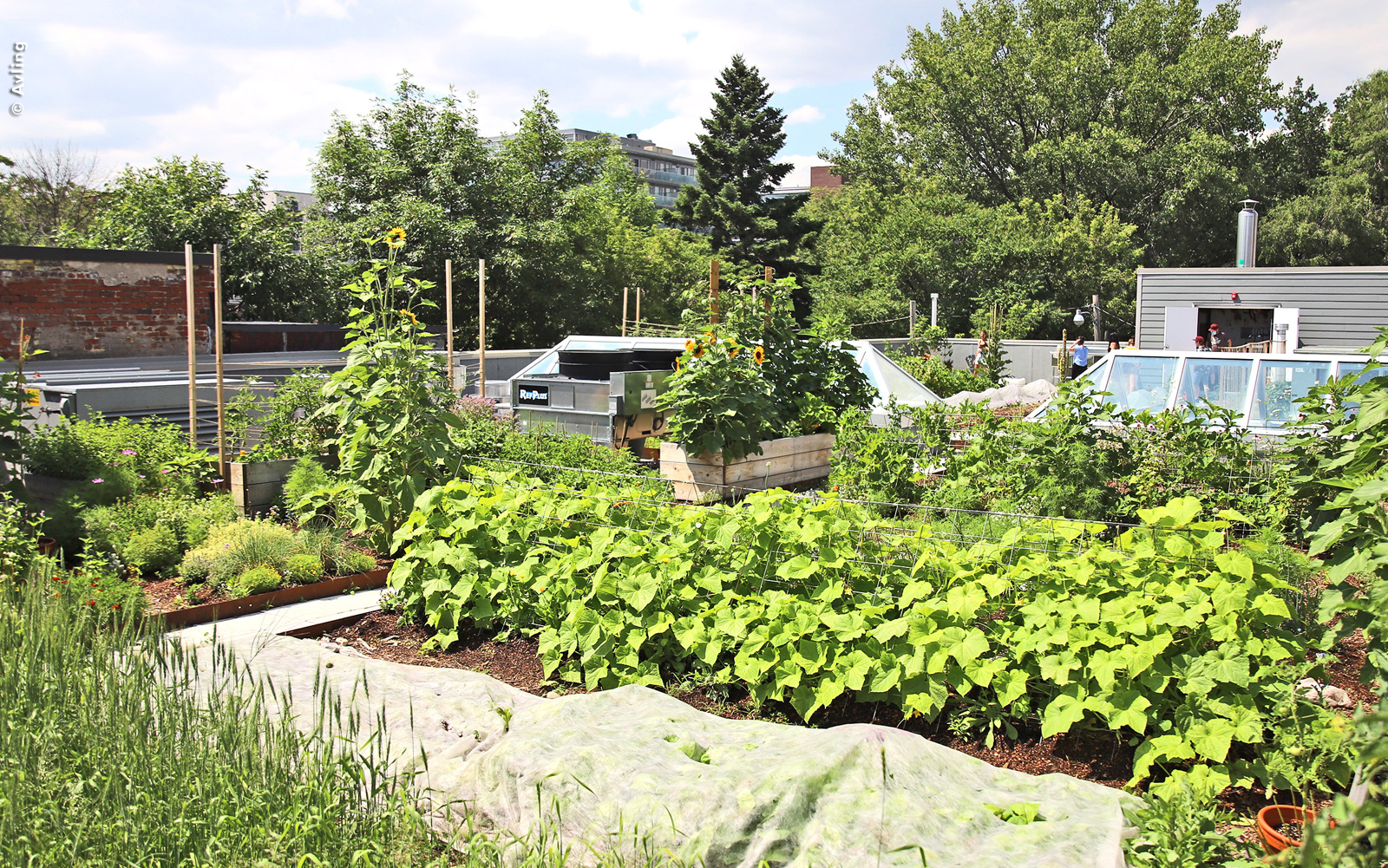 Potager sur Rooftop Urbain