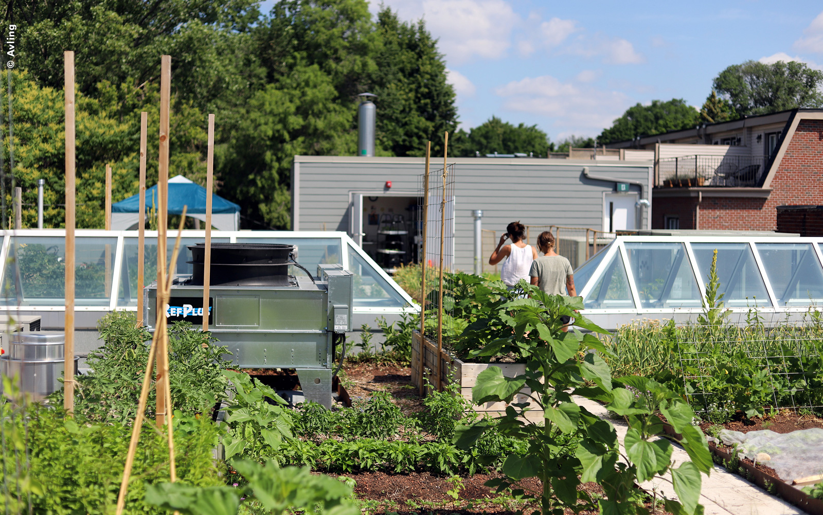 Potager sur Rooftop Urbain