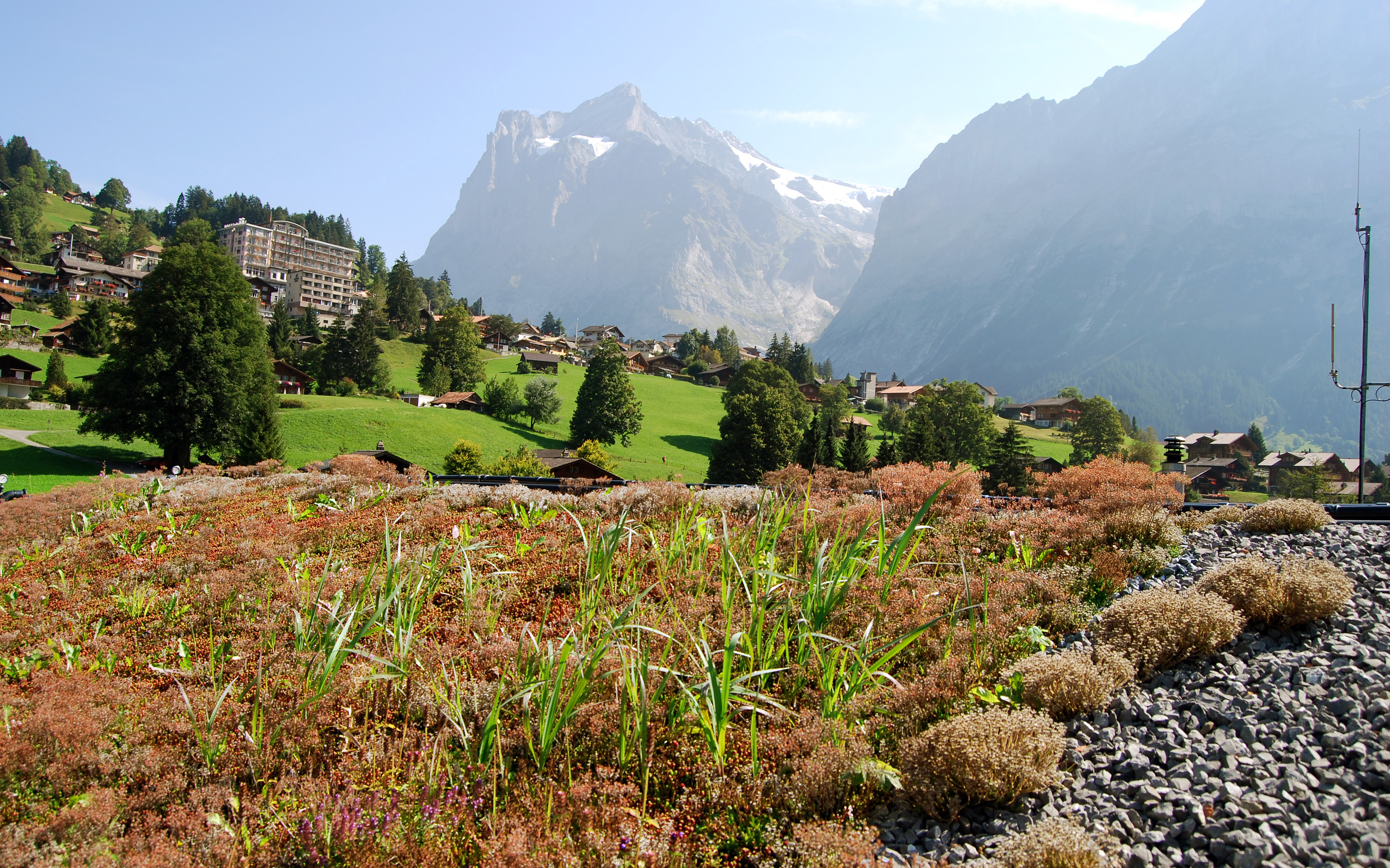 Sedum sur un toit vert