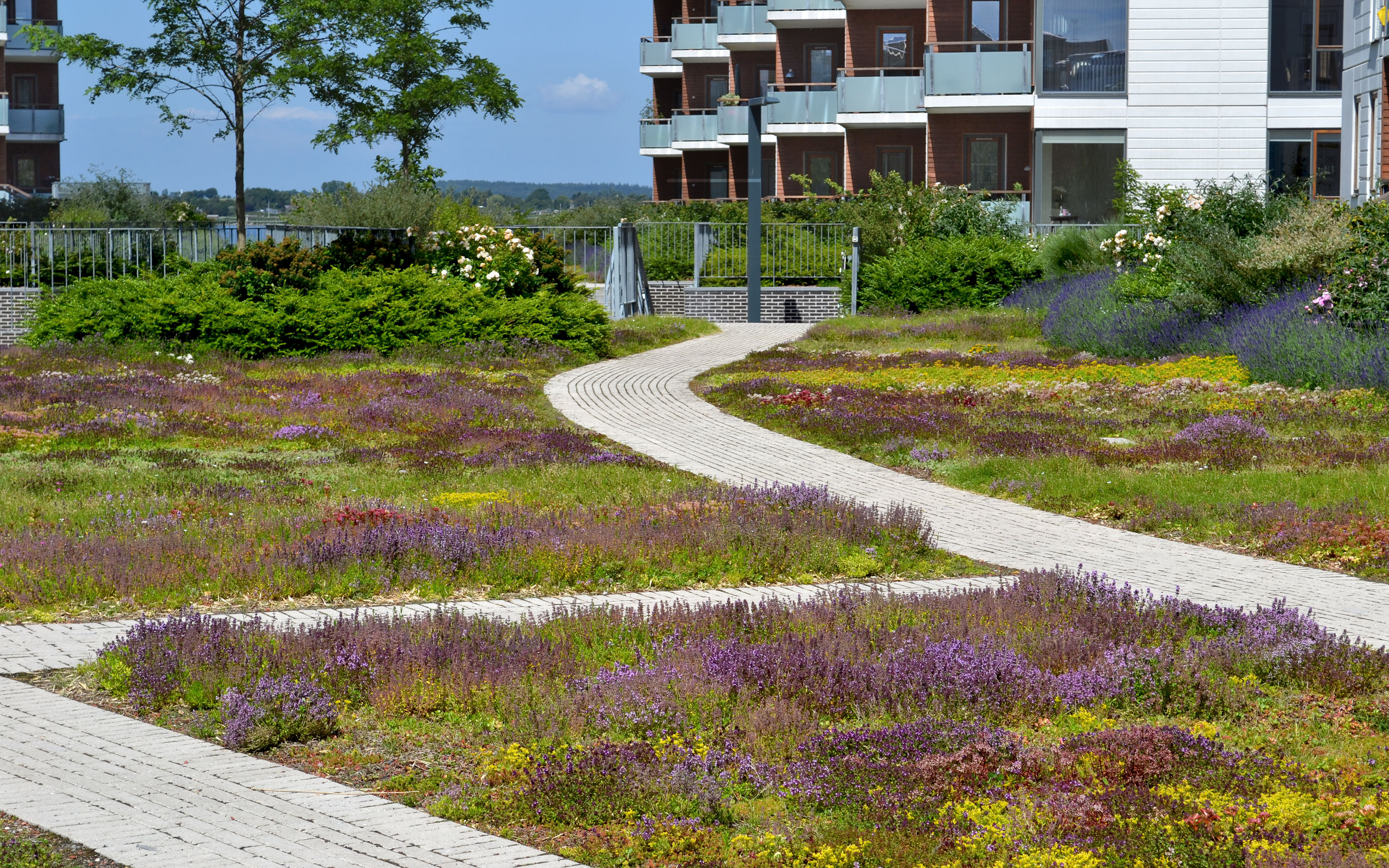 Espace vert d'un complexe résidentiel avec Sedum et des herbes
