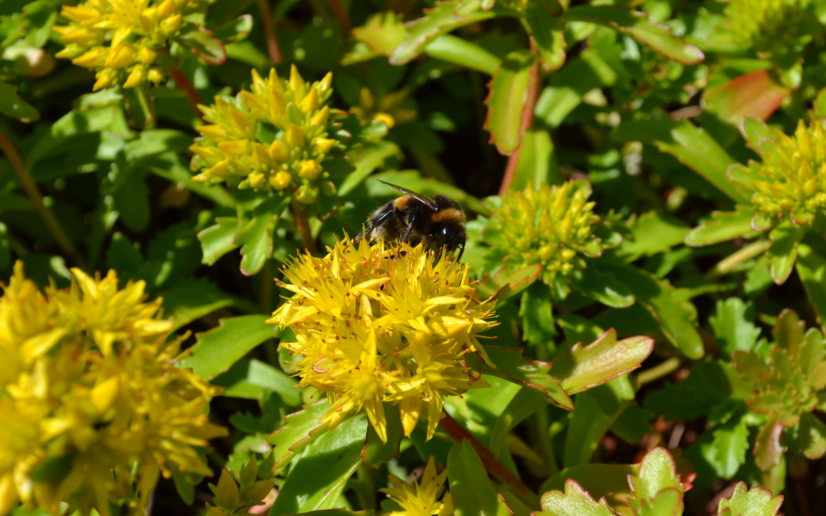 Sedum