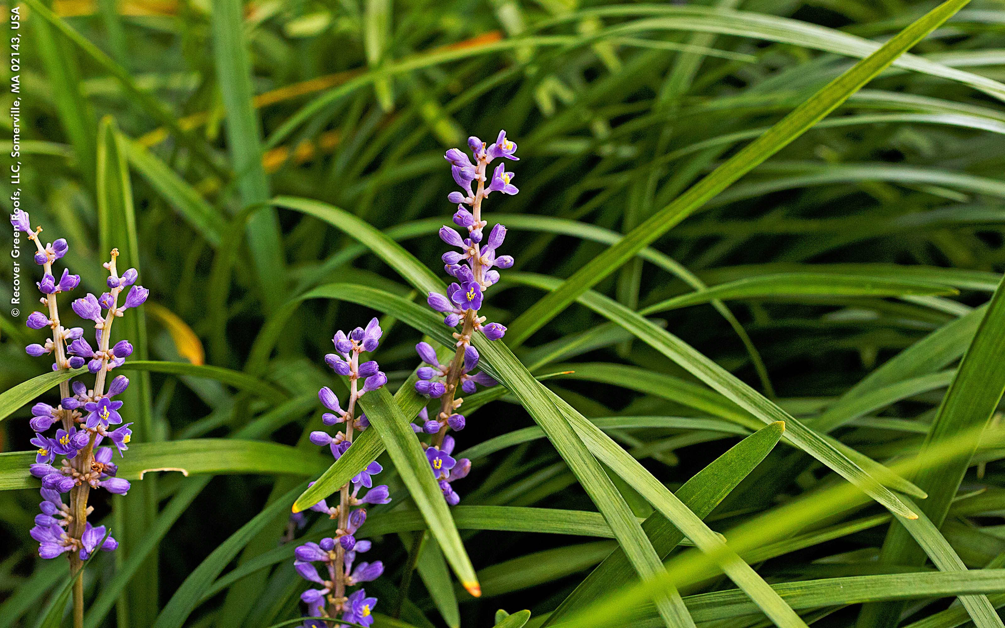 Fleurs violettes au milieu des herbes