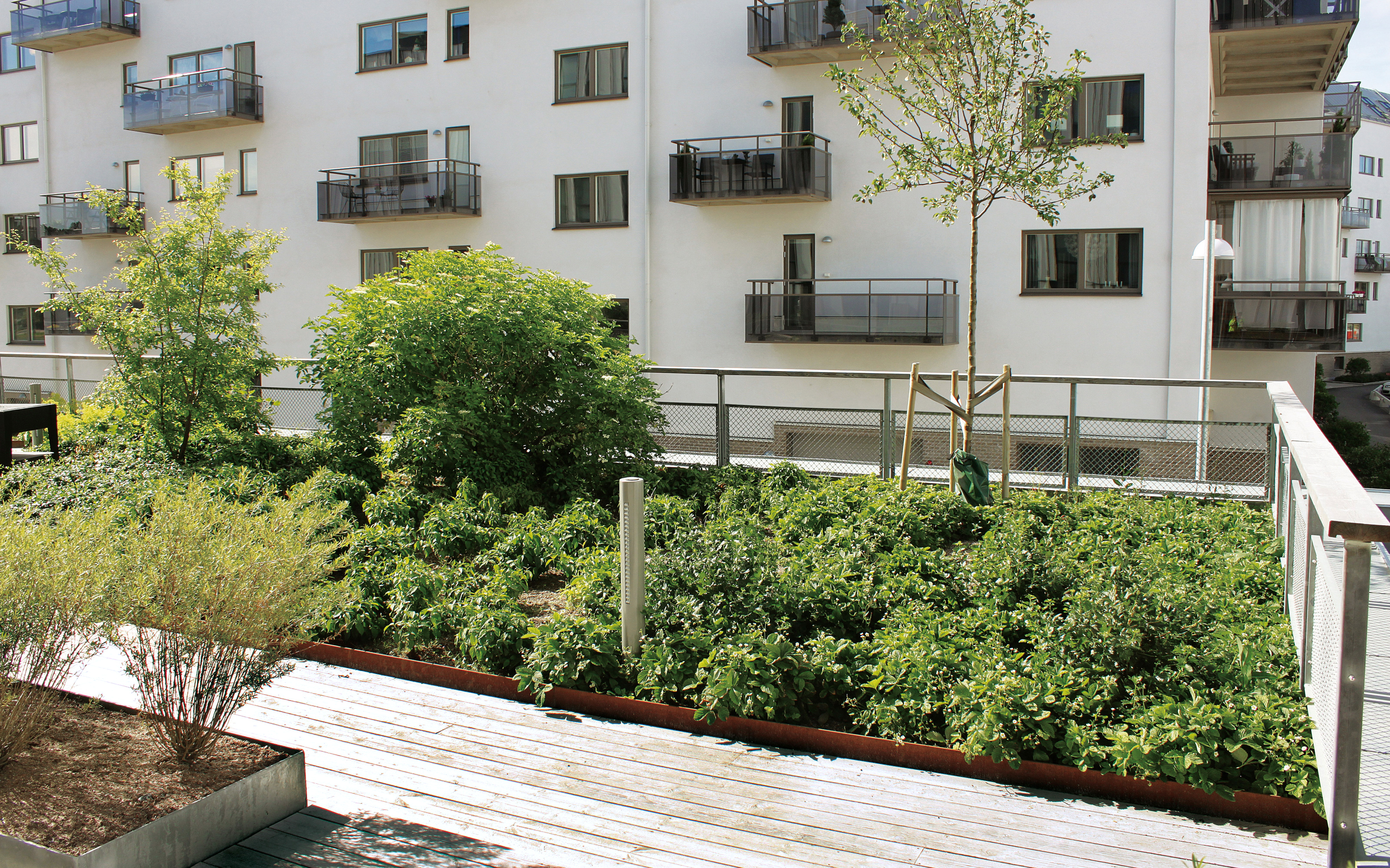 Toiture jardin avec végétation, surfaces de marche en bois et balustrade.