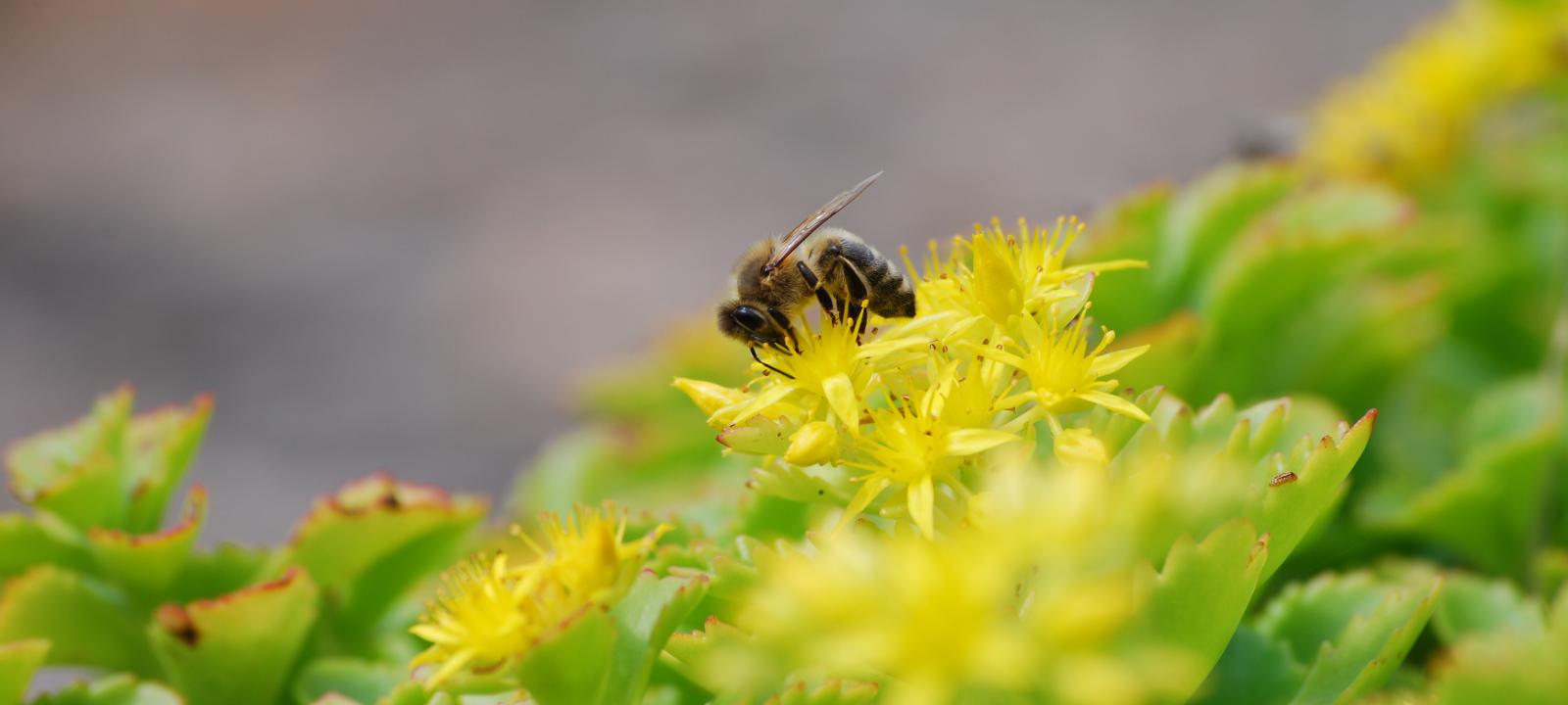 Abeille sur sedum