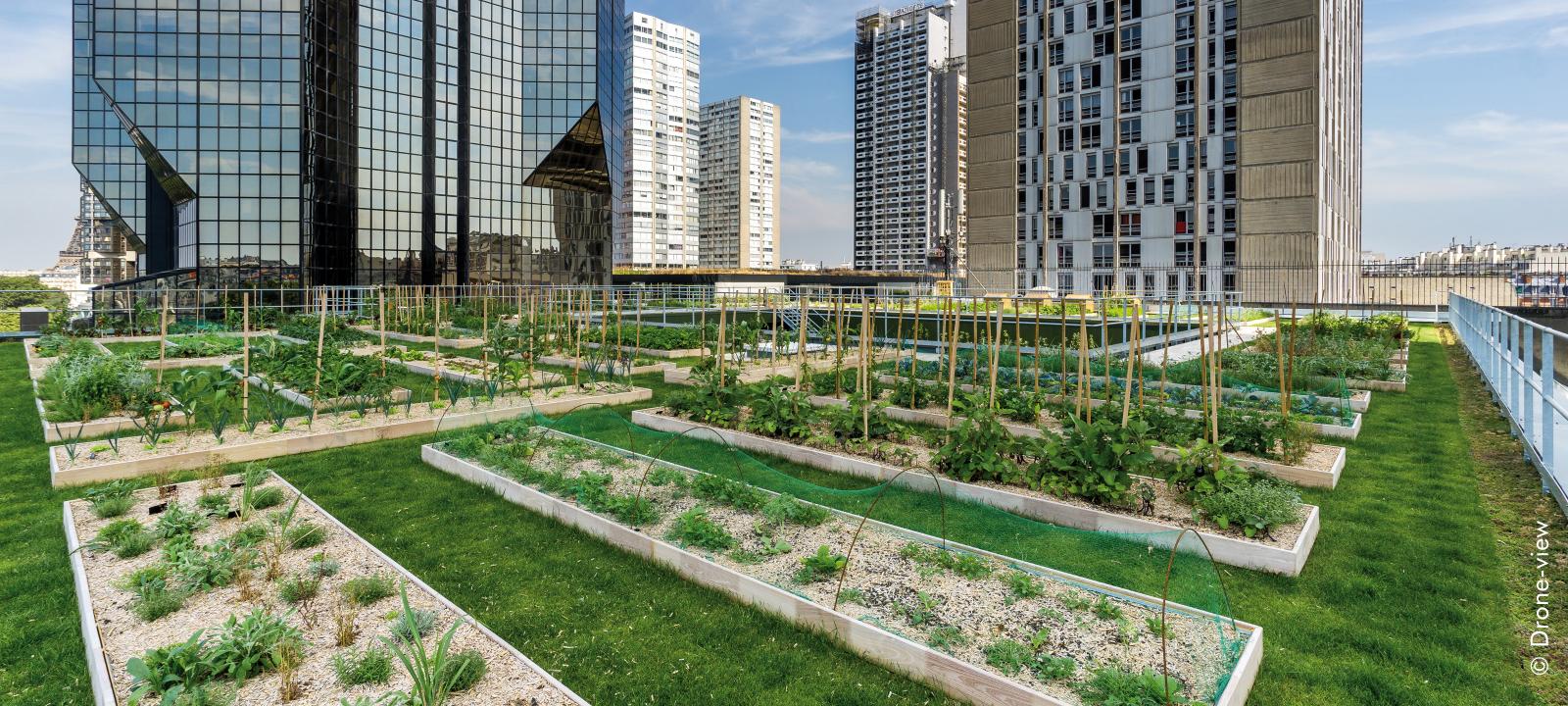 Toit végétalisé avec gazon et carrés potagers, entouré de gratte-ciel