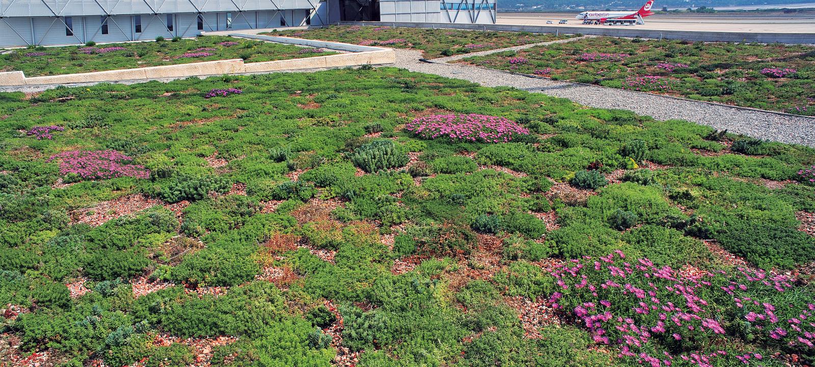 Vue sur la généreuse végétalisation du toit