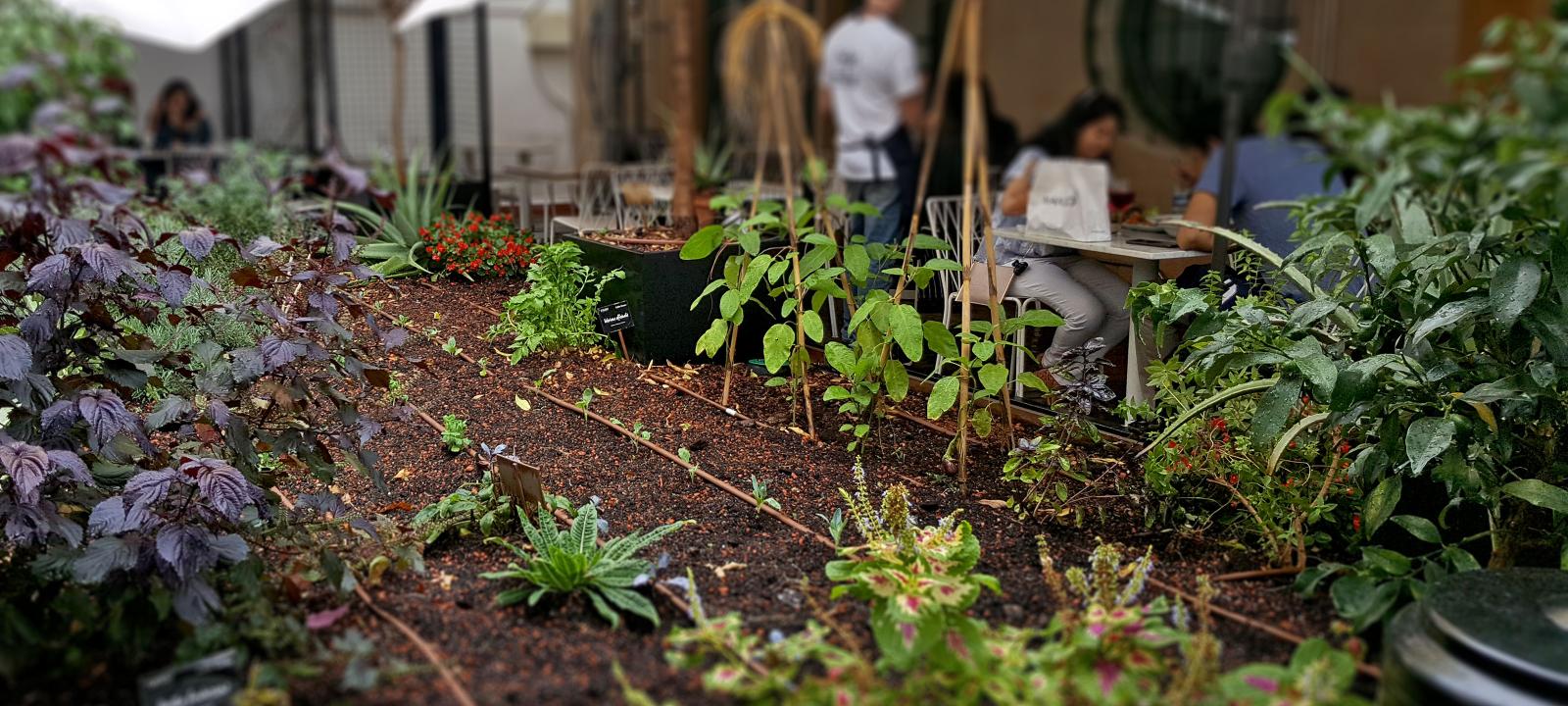 Potager sur rooftop urbain