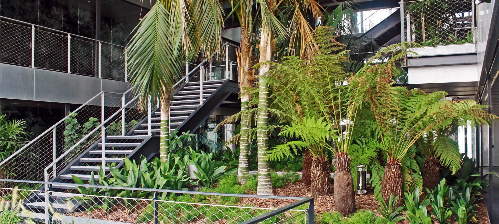 Plantes et palmiers d'intérieur