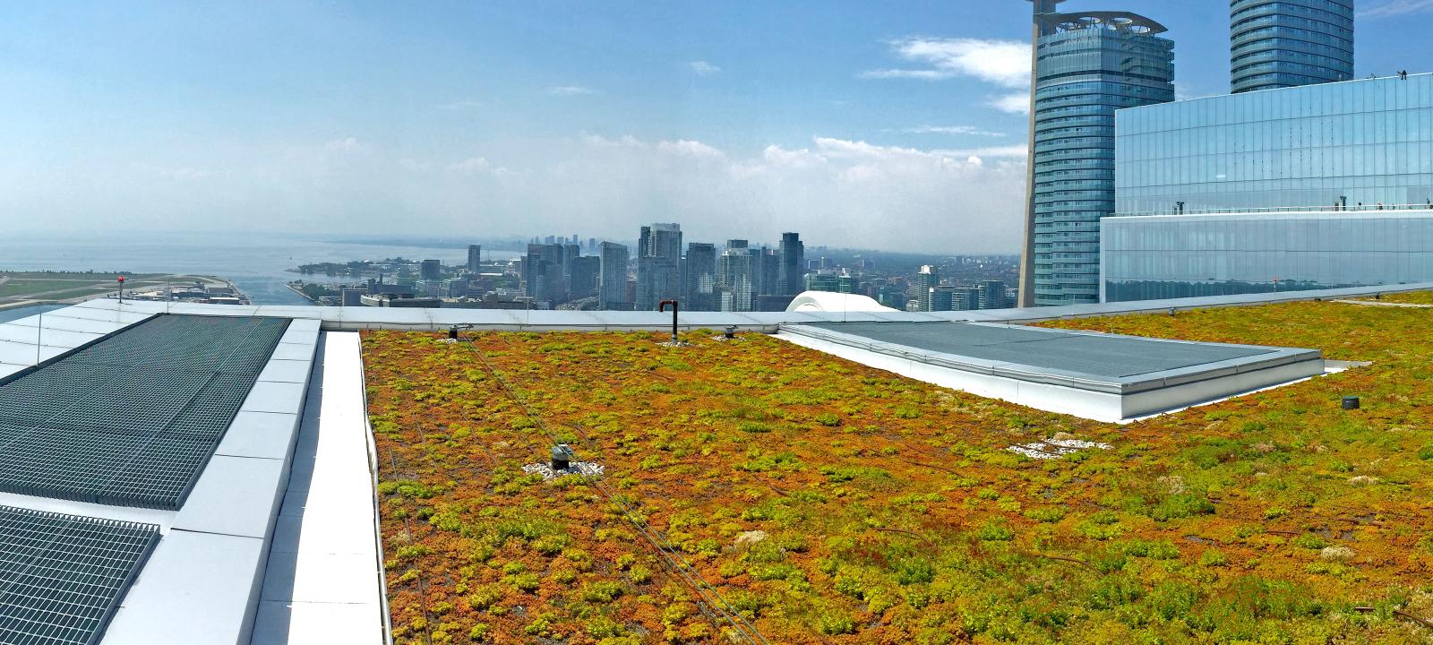 Toit vert avec Sedum