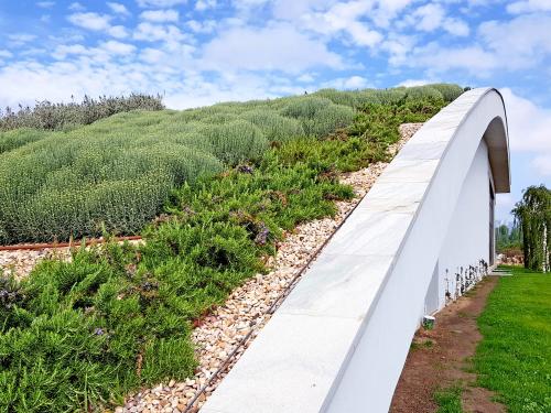 Creeping rosemary and other plants on a green roof