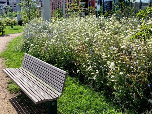Bench in front of a meadow