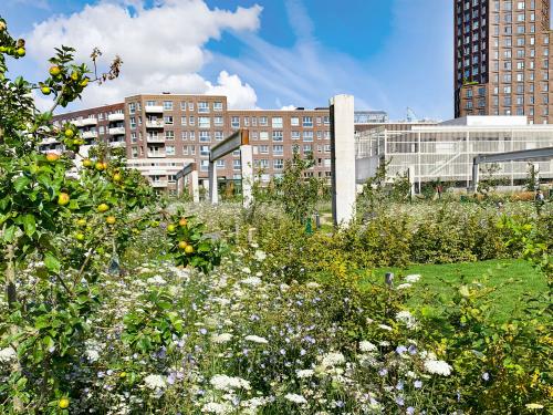 Fruit trees and meadow in front of high buildings