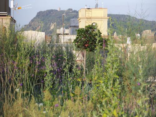 Jardin naturel sur le toit