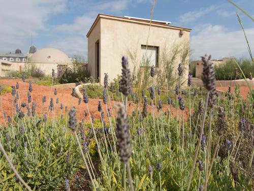 Toiture jardin avec lavande