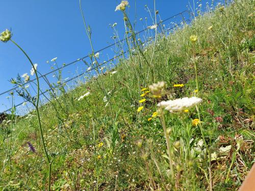 Meadow on a roof