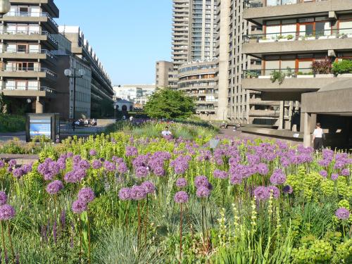 Toit vert avec une végétation de type prairie