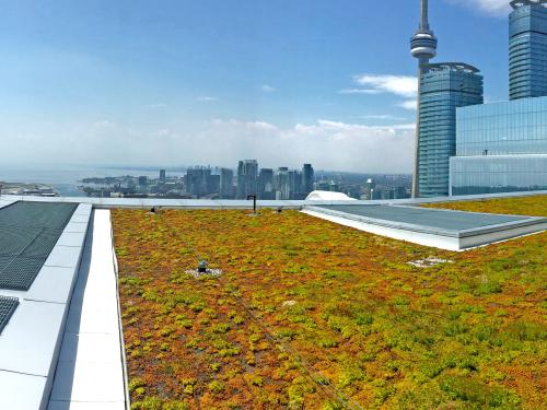 Toit vert avec Sedum
