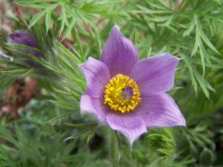 Pulsatilla vulgaris