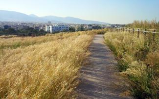 Pathway through grasses on a green roof