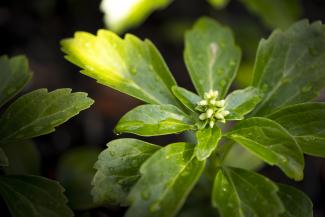 Leaves of a Sedum plant