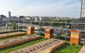 Bee hives and planting beds on a roof