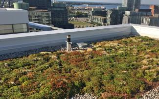 Green roof in the city