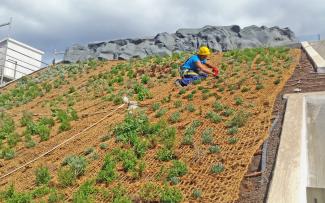 Roof gardener on a pitched green roof