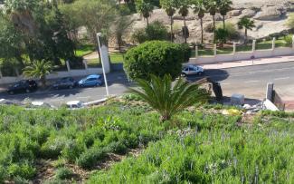 Pitched green roof with palm trees