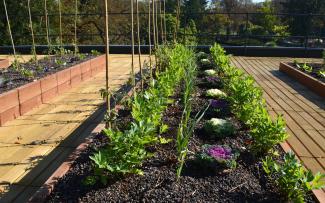 Plant beds with vegetables and herbs on a roof