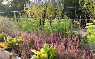 Plot with herbs on a rooftop