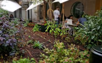 Potager sur rooftop urbain