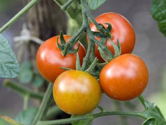 Tomates