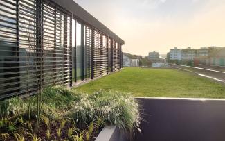 Du gazon sur le toit