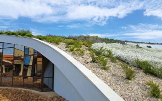 Pitched green roof flowering white and purple