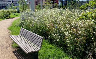 Bench in front of a meadow