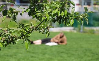 A person lies on a lawn