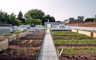 Roof garden with vegetable patches