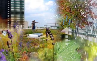 People and insects on a green roof