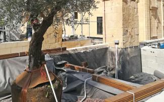 Olive tree with the tree anchor system Robafix®