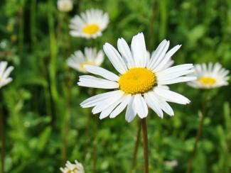Marguerite