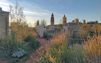 Pathway across a green roof