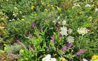 Meadow flowers