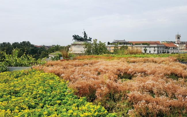 Toit végétalisé avec Sedums 
