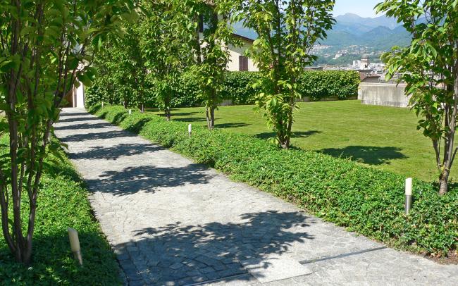 Arbres sur toit végétalisé