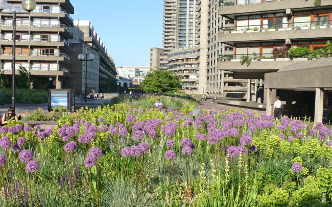 Toit vert avec une végétation de type prairie