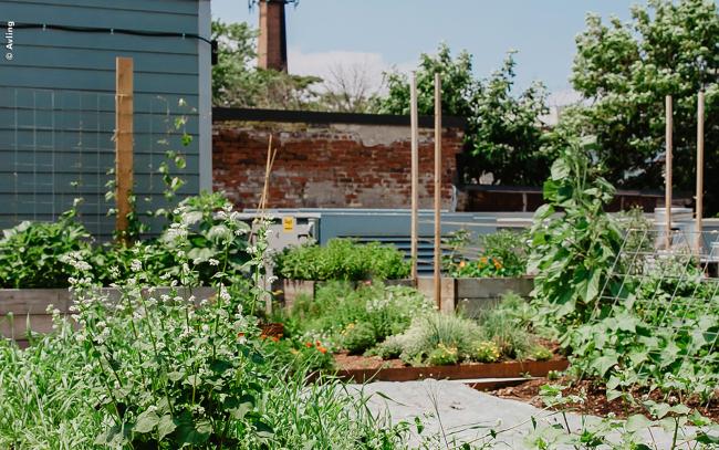 Potager sur Rooftop Urbain